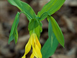 Bellwort, Large
