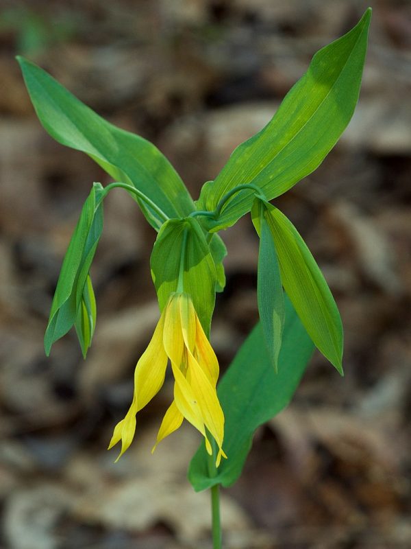 Bellwort, Large