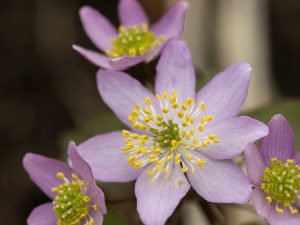 Anemone Rue