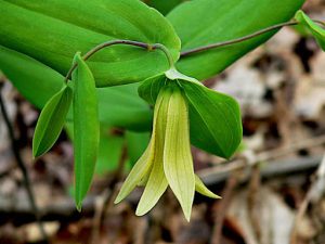 Bellwort, Dwarf