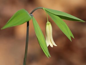 Bellwort, Small