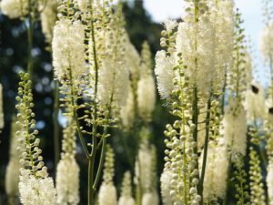 Black Cohosh