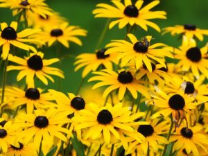 Black-Eyed Susan