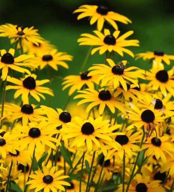 Black-Eyed Susan
