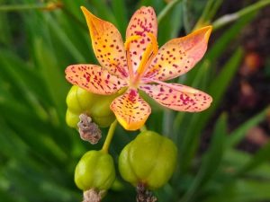 Blackberry Lily