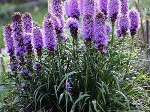 Blazing Star