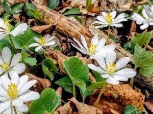 Blood Root