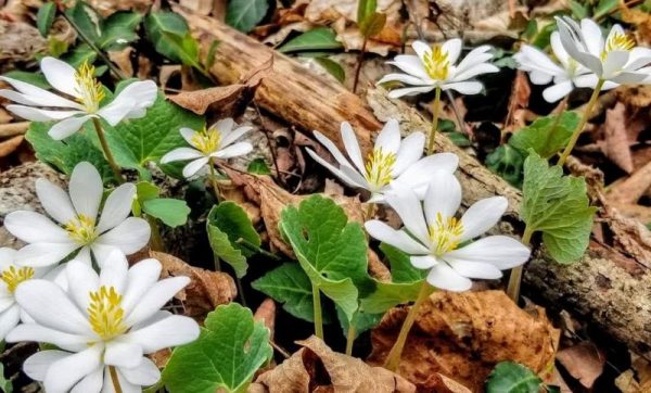 Blood Root