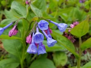Blue Bells