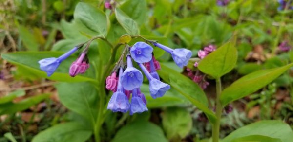 Blue Bells