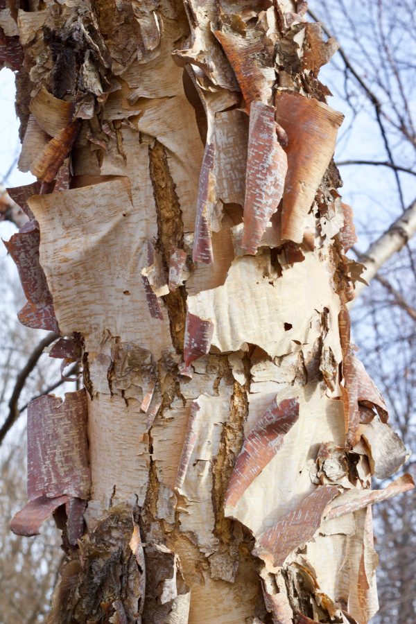 Heritage Birch bark