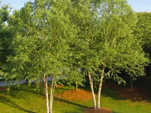 Heritage Birch