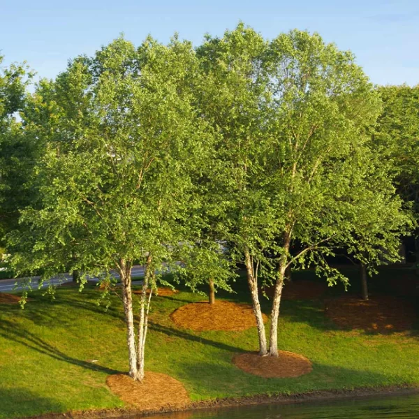 Heritage Birch