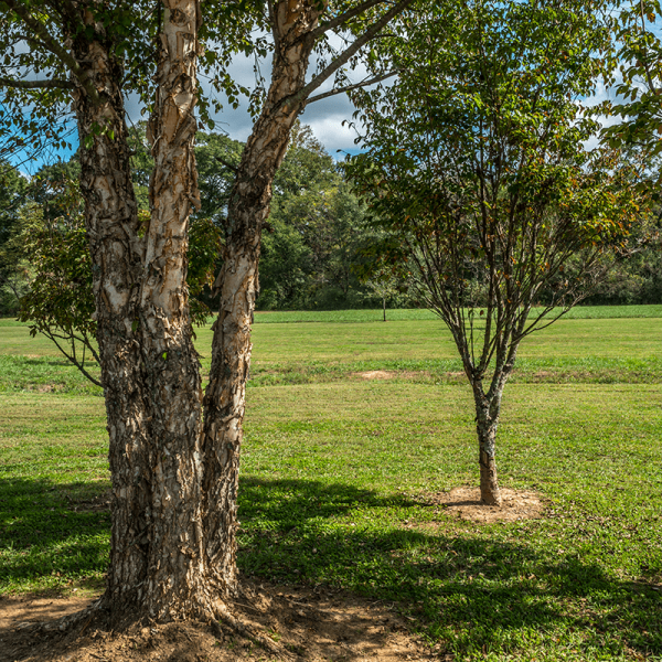 River Birch