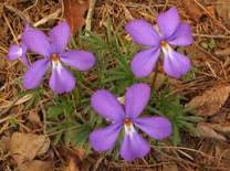 Bird Foot Violet