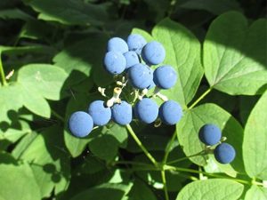 Blue Cohosh