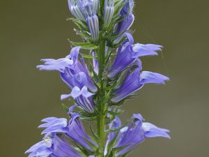 Blue Lobelia