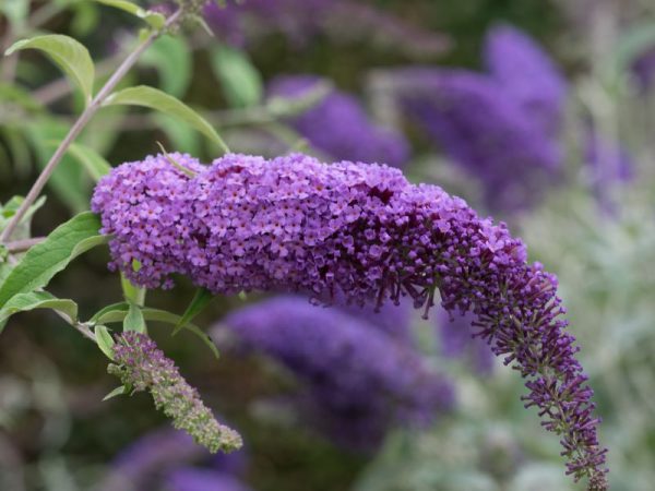 Butterfly Bush-Claret Purple