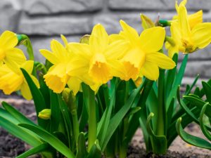 Buttercups