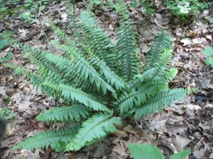 Christmas Fern