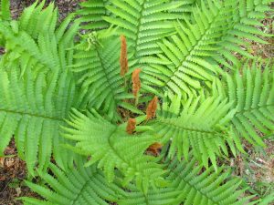 Cinnamon Fern
