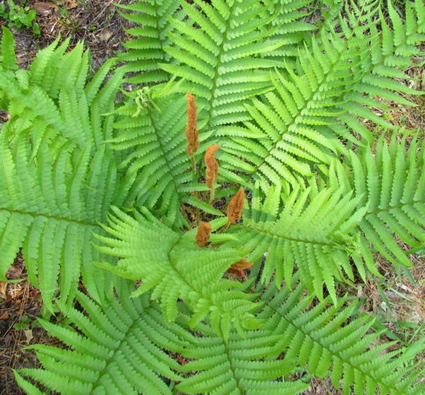 Cinnamon Fern