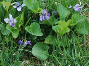 Common Blue Violet