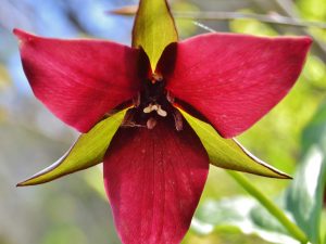 Red Trillium