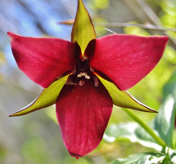 Red Trillium