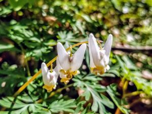 Dutchman's Breeches
