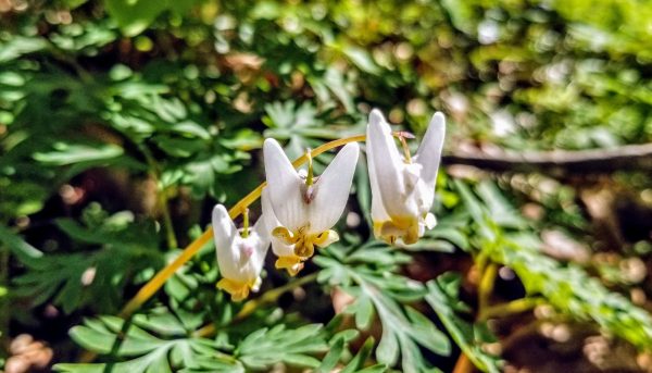 Dutchman's Breeches