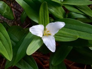 Dwarf White Trillium