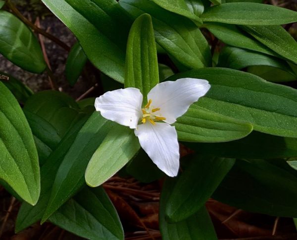 Dwarf White Trillium