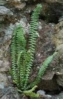 Ebony Spleenwort Fern