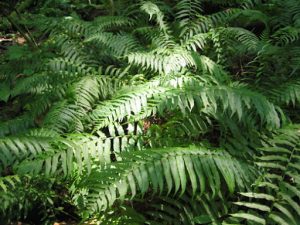 Glade Fern