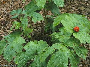 Goldenseal