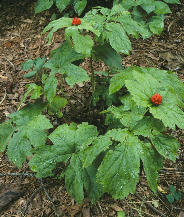 Goldenseal
