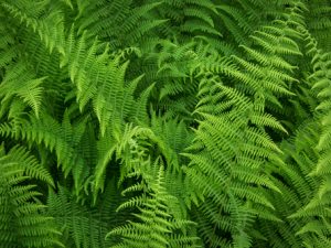 Hayscented Fern