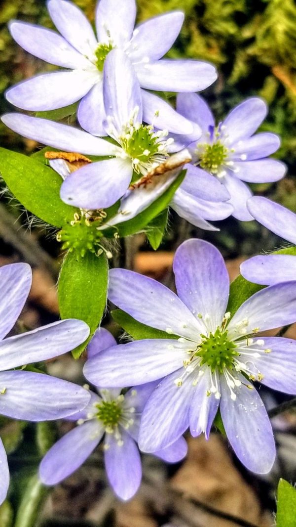 Hepatica-Sharp Lobe