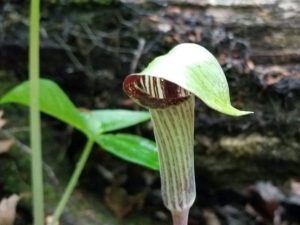 Jack-in-the-Pulpit