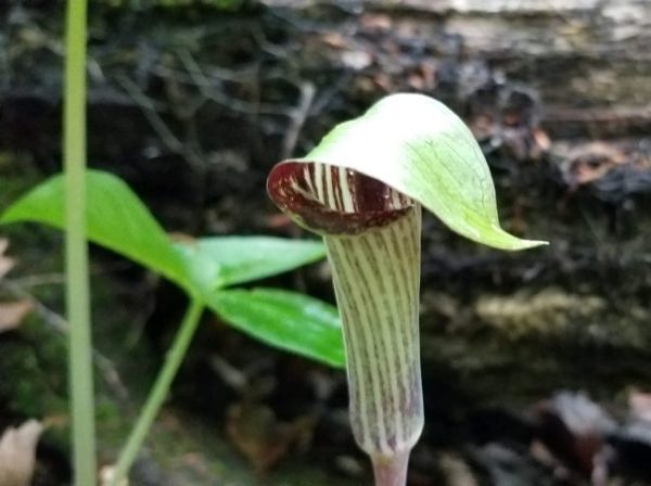 Jack-in-the-Pulpit