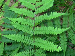Lady Fern