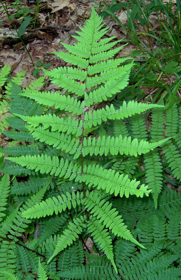 Lady Fern