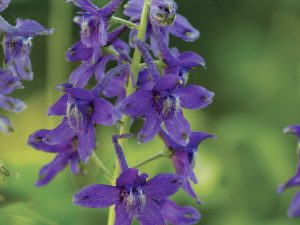 Larkspur