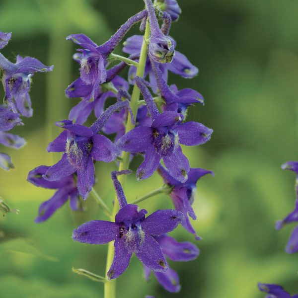 Larkspur
