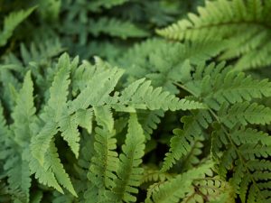 Leatherwood Fern