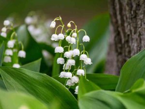 Lily of the Valley