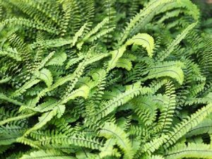 Maidenhair Fern