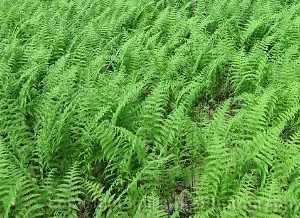 New York Fern