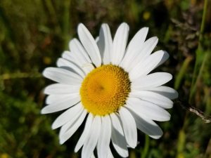 Ox-Eye Daisy